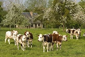 LA-4422 Cattle - Normande Breed - cows in field with cottage behind