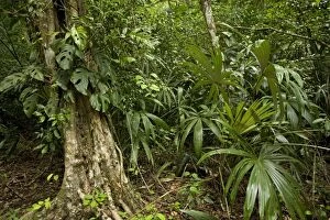LA-4531 Guatemala - rainforest