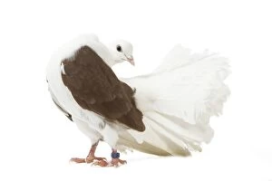 LA-4708 Fantail Pigeon