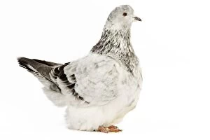 LA-4709 Fancy Pigeon Breed Grisson argente