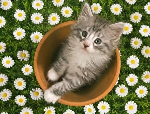 LA-4841-M Cat - Norwegian forest kitten in flowerpot with flowers