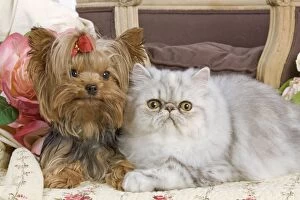 LA-5195 Dog - Yorkshire Terrier and Persian Cat