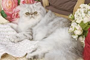 LA-5196 Cat - Persian