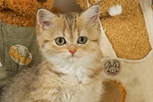 LA-5221 Cat - British Shorthair kitten