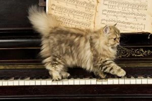 LA-5223 Persian Cat - on piano