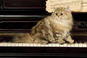 LA-5224 Persian Cat - on piano