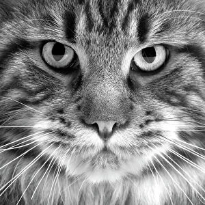 LA-5284 Maine coon Cat - close-up of face. Black and White
