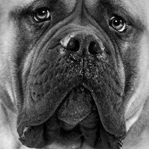 LA-5285 Bullmastiff Dog - close-up of face. Black and White