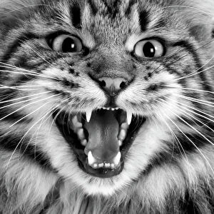 LA-5289 Maine coon cat - close-up of face, mouth open. Black & white