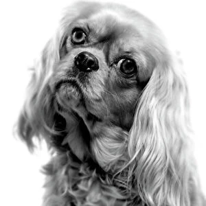 LA-5291 Dog - Cavalier King Charles - close-up of face. Black and White