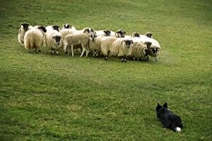LA-5307 Dog - Border collie rounding up black-faced sheep in field