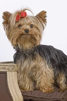 LA-5419 Dog - Yorkshire Terrier on chair