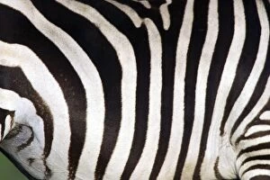 LA-5475 Burchells / Common / Plains Zebra - close-up of stripes