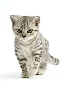 LA-5516 Cat - British shorthair - silver tabby spotted in studio - kitten