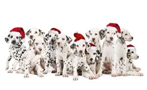 LA-5534-M Dalamatian Dogs - with Christmas hats