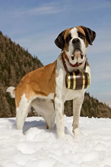 LA-5575 Dog - St Bernard - Mountain Rescue dog wearing barrel round neck in snowy mountain setting