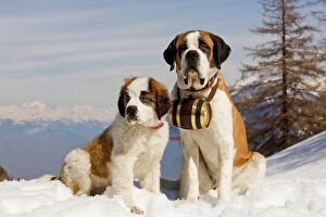LA-5580 Dog - St Bernard - Mountain Rescue dog wearing barrel round neck in snowy mountain setting with puppy