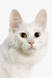 LA-5618 Cat - Turkish Angora with odd eyes in studio