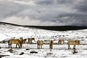 LA-5625 Przewalskis / Takhi / Mongolian Wild Horses - grazing