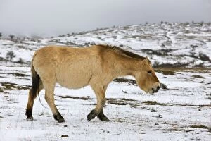 LA-5627 Przewalskis / Takhi / Mongolian Wild Horses