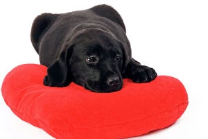 LA-5664 Dog - Black Labrador puppy in studio on red heart cushion