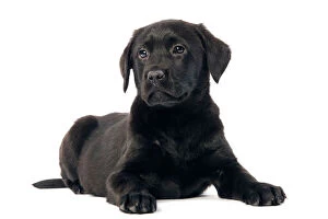 LA-5671 Dog - Black labrador puppy - in studio