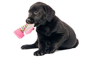 LA-5672 Dog - Black labrador puppy - in studio with sock in mouth