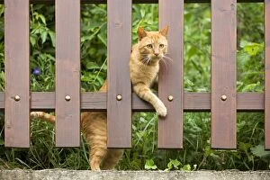 LA-5691 Cat - ginger cat climbing through garden fence