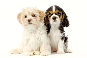 LA-5748 Dog - Lhassa Apso puppy with Cavalier King Charles puppy in studio