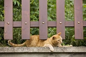 LA-5772 Cat - Ginger cat crouching under garden fence