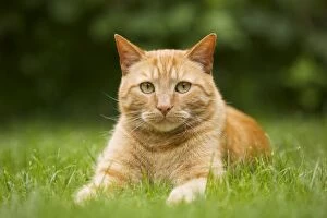 LA-5774 Cat - Ginger cat lying in garden