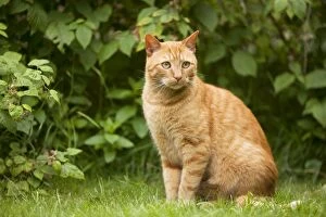 LA-5776 Cat - Ginger cat sitting in garden
