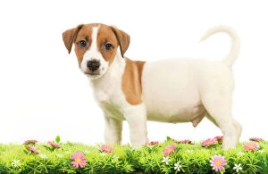 LA-5860 Dog - Jack Russell Terrier puppy with flowers