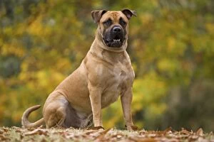 LA-5900 Dog - Perro de Presa Mallorquin / Ca de Bou / Majorca Mastiff