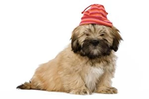 LA-5935 Dog - Lhasa Apso Puppy in studio wearing brightly coloured hat