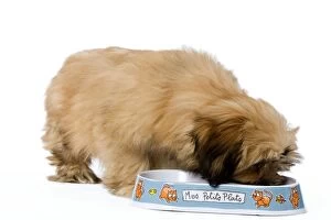 LA-5936 Dog - Lhasa Apso Puppy in studio eating from bowl