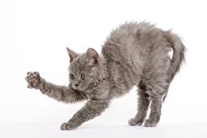 LA-5968 Cat - Selkirk Rex kitten in studio - arching back and stretching