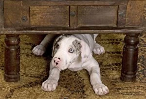 LA-5997 Dog - Great Dane - 10 week old puppy hiding under table. Also known as German Mastiff / Deutsche Dogge / Dogue