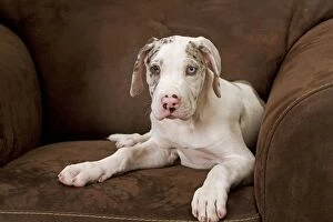 LA-5998 Dog - Great Dane - 10 week old puppy on armchair. Also known as German Mastiff / Deutsche Dogge / Dogue