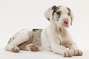 LA-6001 Dog - Great Dane - 10 week old puppy in studio. Also known as German Mastiff / Deutsche Dogge / Dogue Allemand