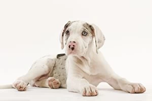 LA-6003 Dog - Great Dane - 10 week old puppy in studio. Also known as German Mastiff / Deutsche Dogge / Dogue Allemand
