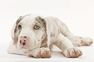 LA-6004 Dog - Great Dane - 10 week old puppy in studio. Odd eyes. Also known as German Mastiff / Deutsche Dogge / Dogue
