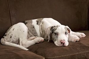 LA-6006 Dog - Great Dane - 10 week old puppy on sofa. Odd eyes. Also known as German Mastiff / Deutsche Dogge / Dogue