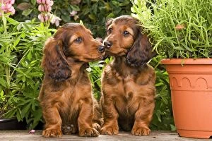 LA-6008 Long-Haired Dachshund / Teckel Dog - by flowerpots. Also known as Doxie / Doxies in the US