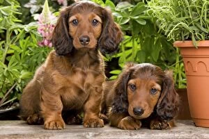 LA-6009 Long-Haired Dachshund / Teckel Dog - puppies by flowerpots