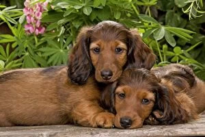 LA-6011 Long-Haired Dachshund / Teckel Dog - two puppies