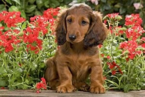 LA-6013 Long-Haired Dachshund / Teckel Dog - puppy with flowers