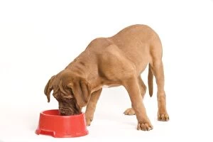 LA-6048 Dog - Dogue de Bordeaux / Bordeaux / French Mastiff in studio eating from bowl