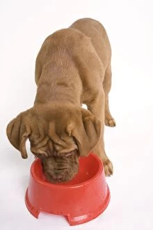 LA-6049 Dog - Dogue de Bordeaux / Bordeaux / French Mastiff in studio drinking from bowl