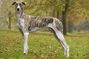 LA-6079 Dog - Hungarian Greyhound. Also known as Magyar Agar